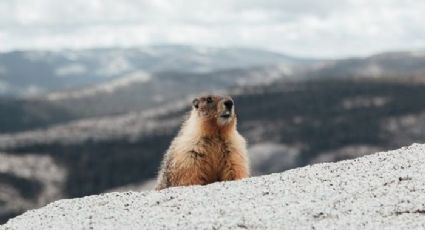 Adolescente de 15 anos morre de peste bubônica na Mongólia após comer carne de marmota