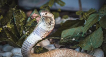 Justiça isenta traficante picado por naja de pagamento de despesas do zoológico