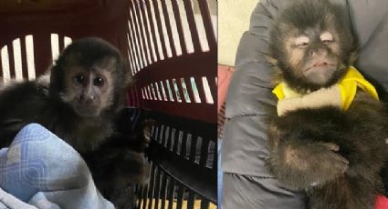 Traficante de animais silvestres é preso com macaco-prego em SP