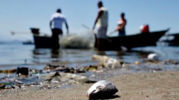 Pesquisadores da UFPA acham plástico em 98% dos peixes coletados para estudo na Amazônia