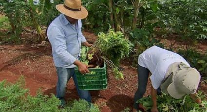 Bolsonaro corta 97% da verba de programas destinados a pequenos agricultores e quilombolas