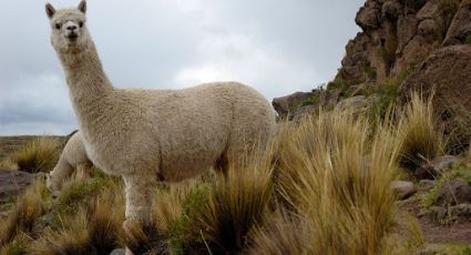 Cientistas chilenos descobrem “superanticorpo” de lhama que neutralizaria o coronavírus