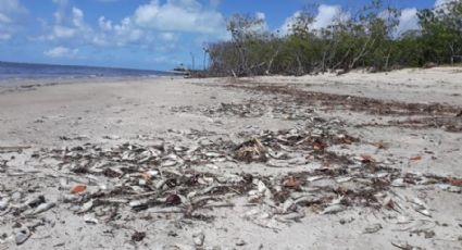 Meia tonelada de peixes aparece morta em praia no Alagoas