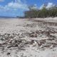 Oceanos: 70% dos corais  do litoral norte do RN desapareceram em cinco anos