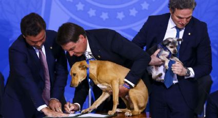 O cachorro do Bolsonaro, a moça de biquíni no Leblon e Carol Solberg