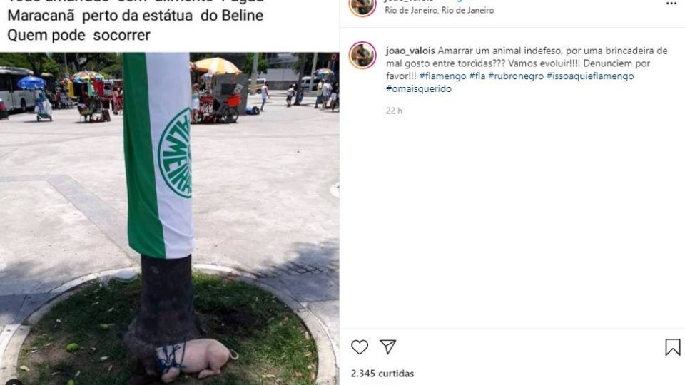 Porco amarrado no Maracanã. Foto: redes sociais