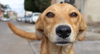 Maus-tratos a animais: Condomínios de SP serão obrigados a denunciar à polícia