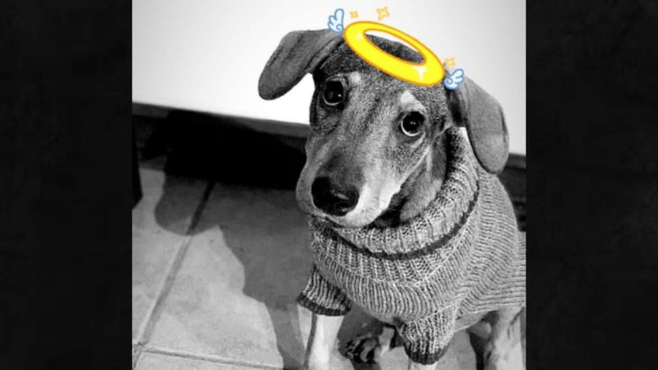 Foto: Um dos cães que morreram, segundo a ONG Me Adota, de Diamantina, por conta dos fogos. (Redes sociais)