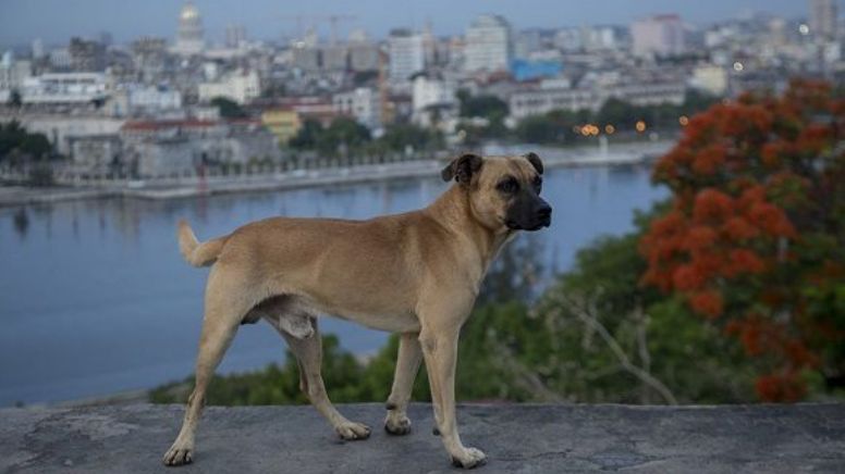 Cuba aprova lei de bem-estar animal