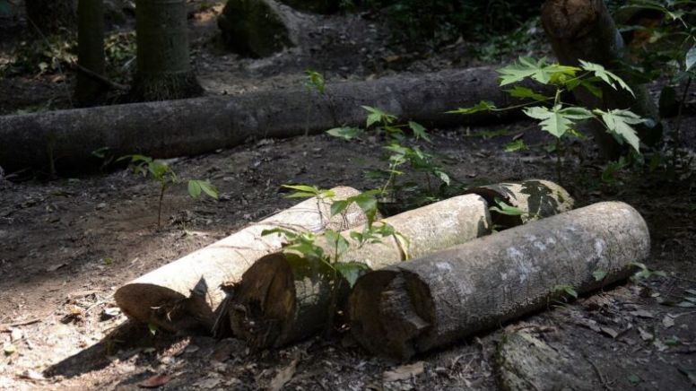 Ação humana provocou perda de até 42% de biodiversidade na Mata Atlântica, diz pesquisa da USP