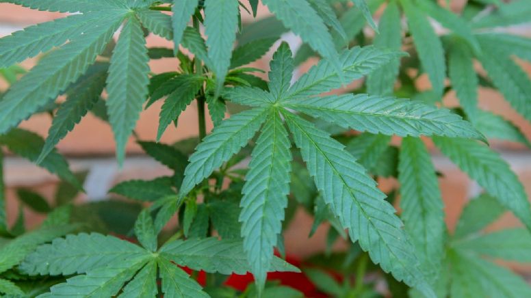 Justiça de MG autoriza idoso a plantar maconha em casa