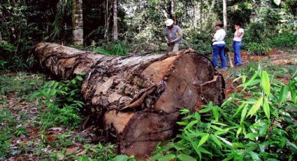 Licenciamento ambiental não pode ser exceção no Brasil – Por Nilto Tatto