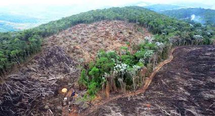 56 mil hectares destruídos: desmatamento na Amazônia em abril bate recorde da série histórica para o mês