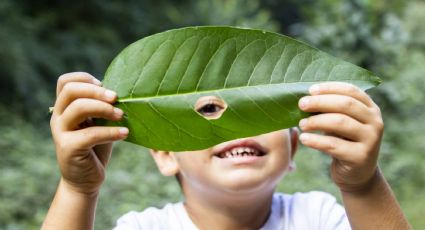 A urgência da democratização da educação ambiental – Por Ana Beatriz Prudente Alckmin