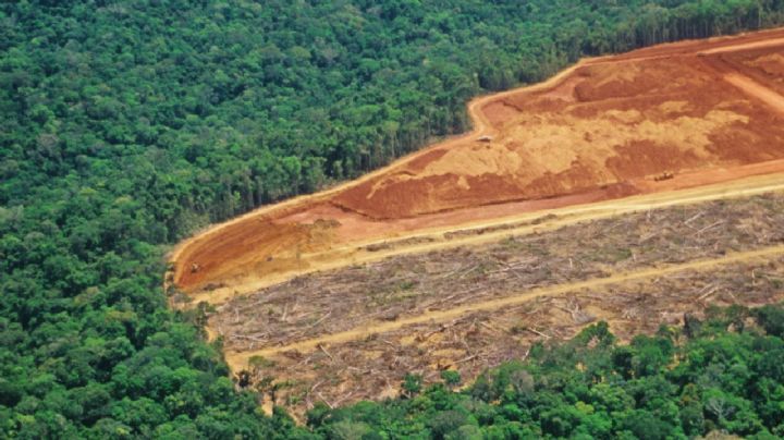 Inimigo da natureza: o legado de destruição ambiental do governo Bolsonaro - Iza Lourença