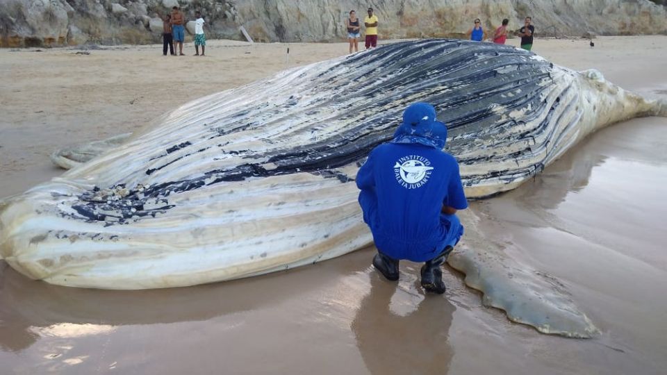 Baleia encalhada em praia no Rio de Janeiro (Foto: Projeto Baleia Jubarte)