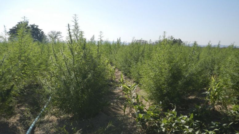 Compostos da maconha podem prevenir Covid-19, aponta estudo