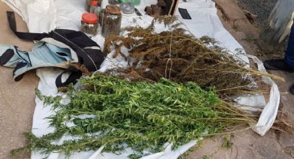 Quatro agricultores pobres mortos e 58 tiros dados por PMs numa plantação de maconha