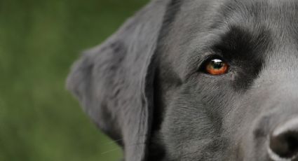 O cachorro machão e seu dono mais macho ainda - Por Mouzar Benedito