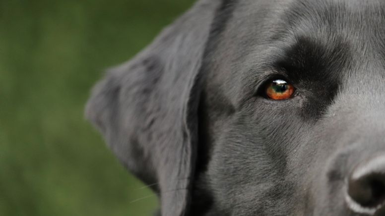 O cachorro machão e seu dono mais macho ainda - Por Mouzar Benedito