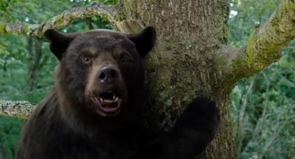 Sim, é real que um urso comeu 40kg de cocaína... E agora ele virou filme