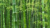 O plástico vai virar bambu