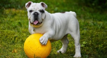 Cachorro é abandonado nos EUA por "agir como gay"