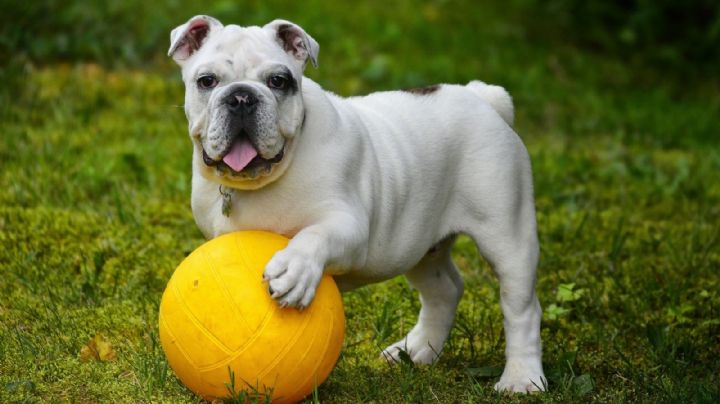 Cachorro é abandonado nos EUA por "agir como gay"