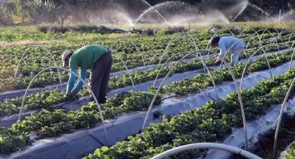 Israel e Brasil juntos na construção da agro sustentabilidade – Por Ana Beatriz Prudente Alckmin e Rúbia Russi