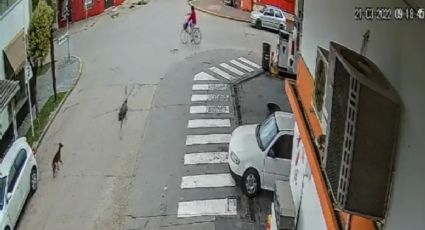 VÍDEO: Em acidente insólito, ciclista é atropelada por avestruz na Argentina