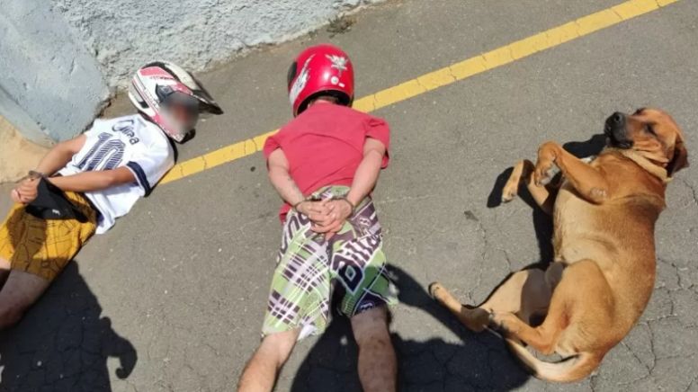 Cachorro caramelo "toma enquadro" da polícia: "Foi liberado depois da abordagem"