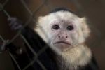 Varíola do macaco se espalha e preocupa governos da Europa; confira como se dá a transmissão e a prevenção