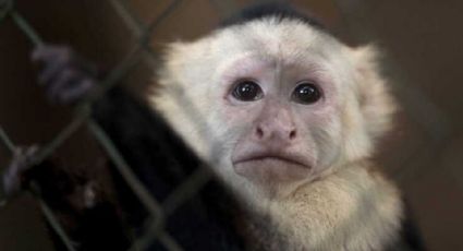 Argentina registra primeiro caso de varíola do macaco