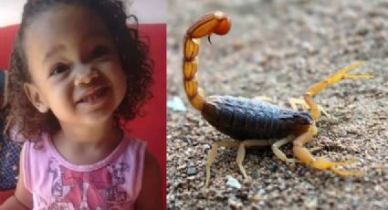 Menina de 4 anos morre após picada de escorpião: entenda porque o veneno do animal é mortal