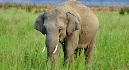 Elefante mata idosa e volta em funeral para pisotear o corpo