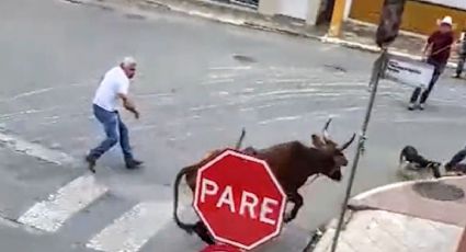 VÍDEO – Gado em fúria: Boi nervoso ataca veículos, pessoas e até um cão no ES