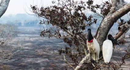 VÍDEO: cena impactante da novela Pantanal com Osmar Prado reacende debate sobre queimadas