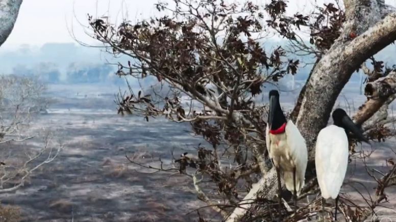 VÍDEO: cena impactante da novela Pantanal com Osmar Prado reacende debate sobre queimadas