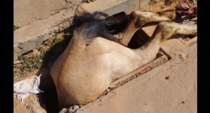 Cavalo entalado em bueiro é resgatado em MG e passa bem