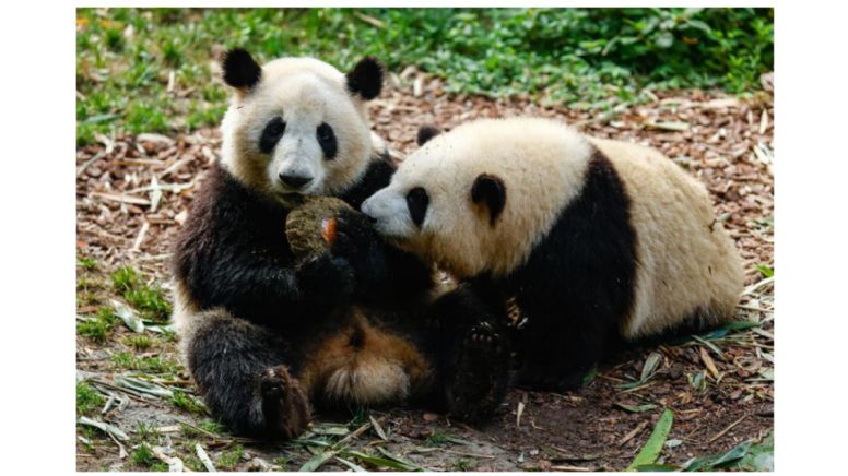 Chengdu, a próspera cidade que é meu local de quarentena na China