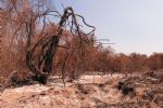MT: Deputados fragilizam lei que garante proteção ao Pantanal