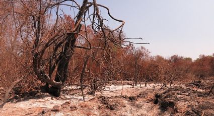 MT: Deputados fragilizam lei que garante proteção ao Pantanal