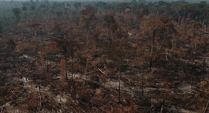 Amazônia tem maior desmatamento em 15 anos, diz Imazon