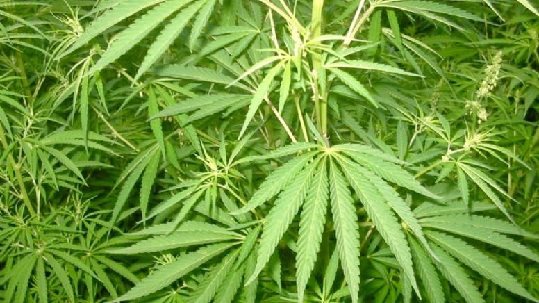 Maconha será legalizada na Alemanha para fins recreativos