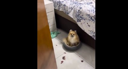 VÍDEO: cachorro destrói quase R$ 900 em pacotes de figurinhas da Copa