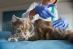 Esporotricose: doença transmitida por gatos está fora do controle; saiba como se prevenir