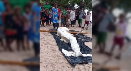 "Sereia misteriosa" encontrada em praia é enigma para cientistas