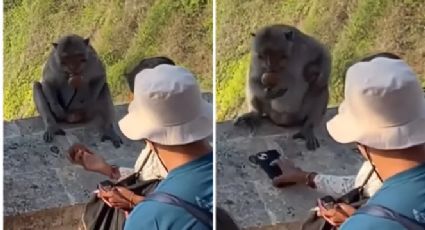 VÍDEO: Macacos "ladrões" de celulares fazem sucesso na Indonésia