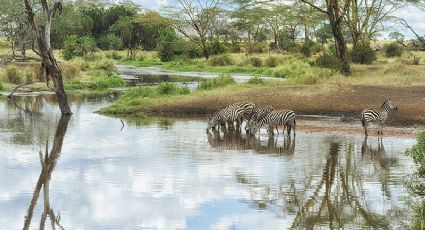 Pesquisa revela o animal mais perigoso da selva africana. Você vai se surpreender