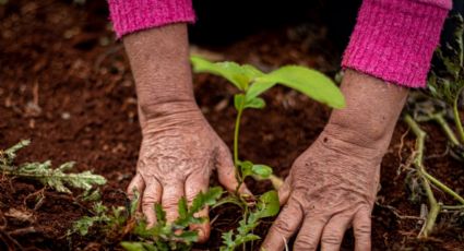 Dia da Agroecologia: Conheça o sistema agrícola  que se opõe à monocultura do agronegócio